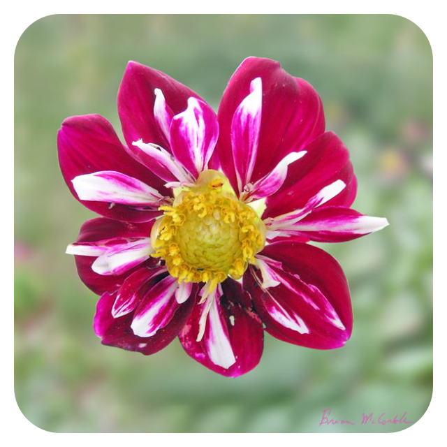 (image for) Hibiscus 3